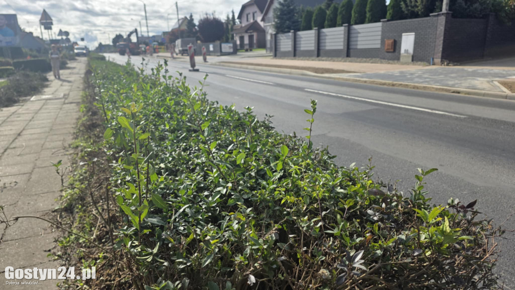 Żywopłoty przy ul. Poznańskiej w Gostyniu