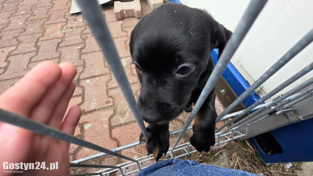 Mikołajkowy Dzień otwarty w schronisku w Dalabuszkach