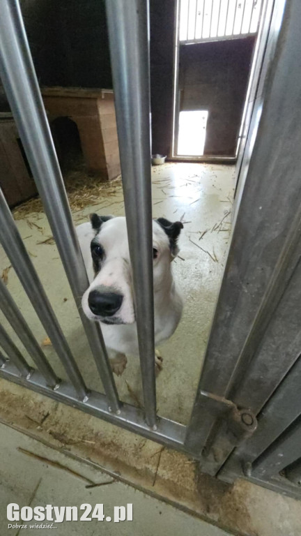 Mikołajkowy Dzień otwarty w schronisku w Dalabuszkach