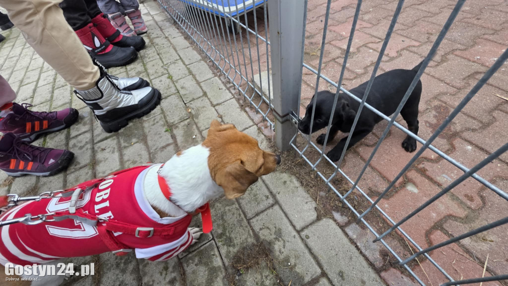 Mikołajkowy Dzień otwarty w schronisku w Dalabuszkach