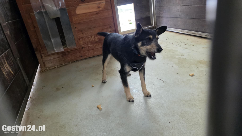 Mikołajkowy Dzień otwarty w schronisku w Dalabuszkach