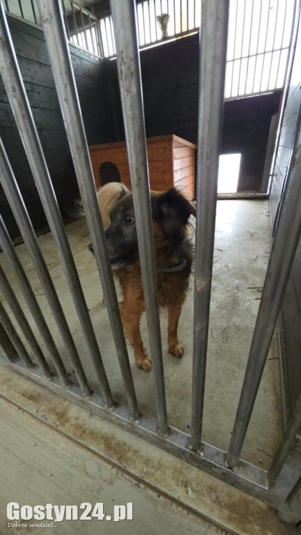 Mikołajkowy Dzień otwarty w schronisku w Dalabuszkach