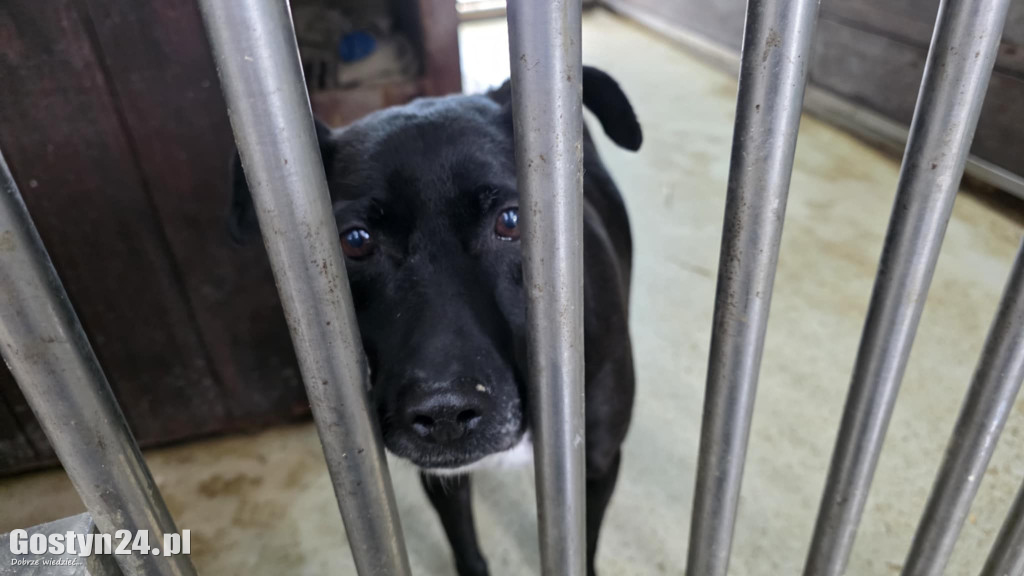 Mikołajkowy Dzień otwarty w schronisku w Dalabuszkach