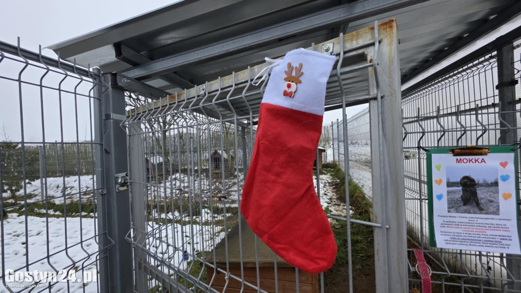 Mikołajkowy Dzień otwarty w schronisku w Dalabuszkach