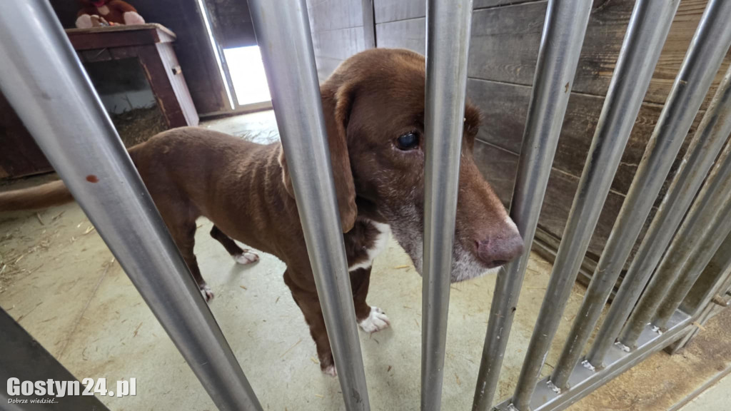 Mikołajkowy Dzień otwarty w schronisku w Dalabuszkach