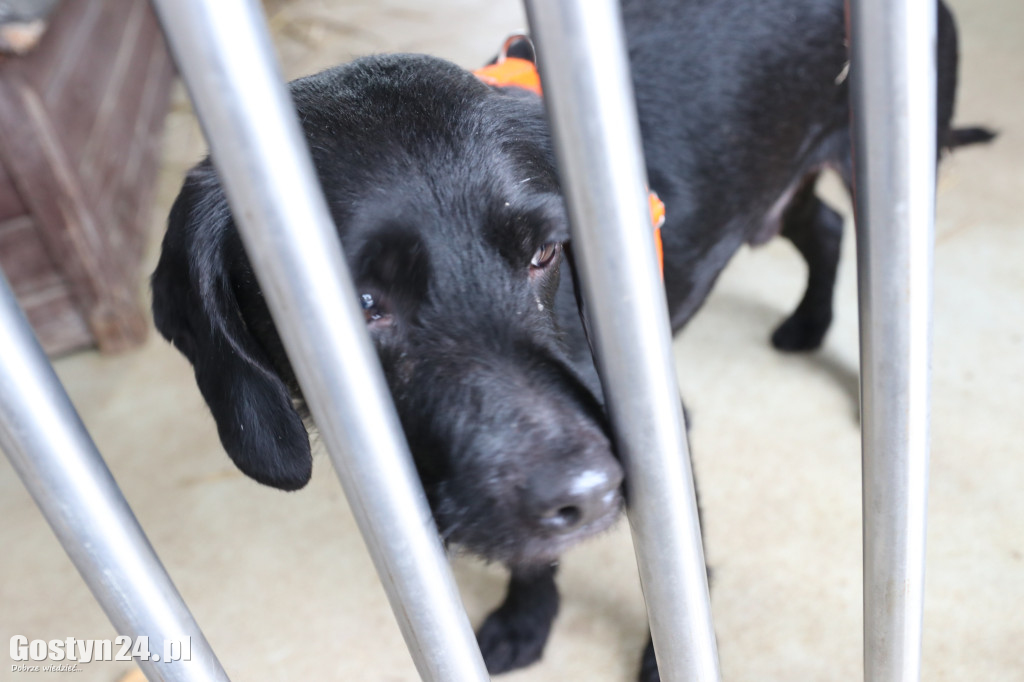 Mikołajkowy Dzień otwarty w schronisku w Dalabuszkach