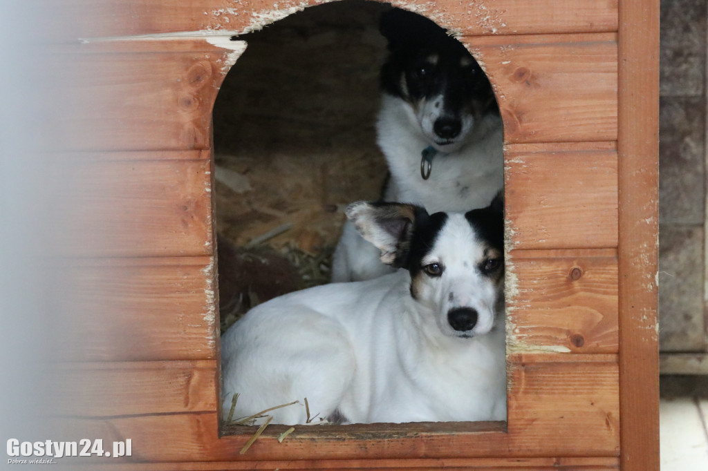 Mikołajkowy Dzień otwarty w schronisku w Dalabuszkach