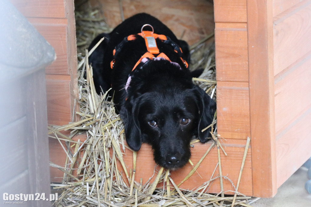 Mikołajkowy Dzień otwarty w schronisku w Dalabuszkach