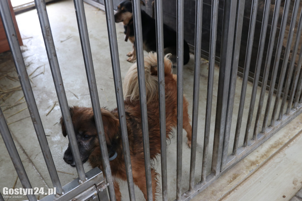 Mikołajkowy Dzień otwarty w schronisku w Dalabuszkach