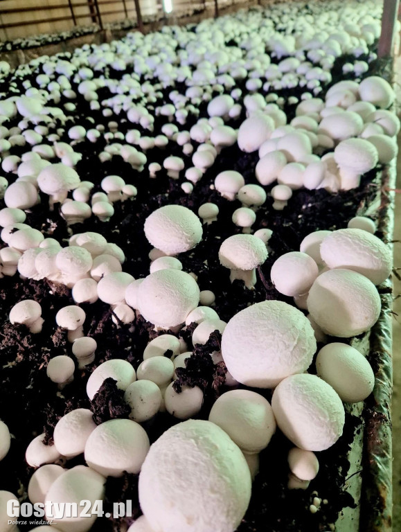 Z lokalnych produktów dania smakują lepiej.