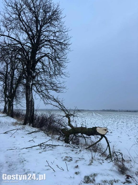 Uszkodzone drzewa na drodze śródpolnej