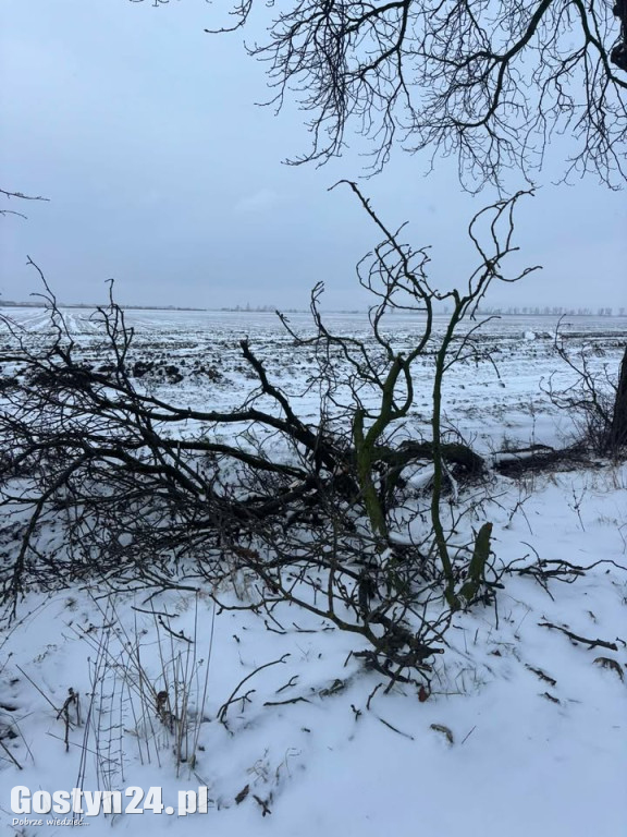 Uszkodzone drzewa na drodze śródpolnej