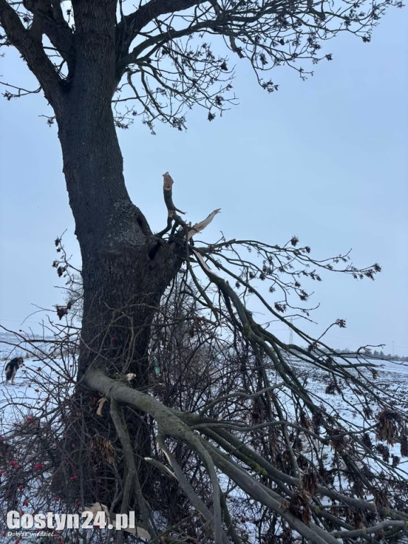 Uszkodzone drzewa na drodze śródpolnej