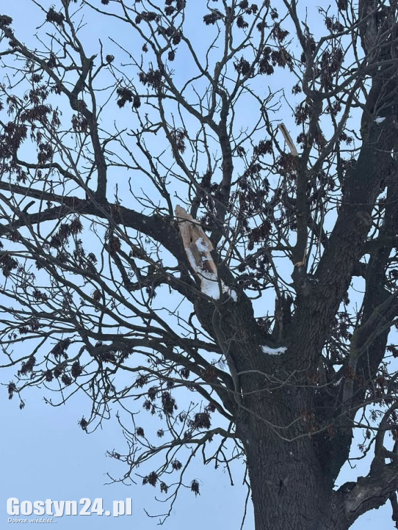 Uszkodzone drzewa na drodze śródpolnej