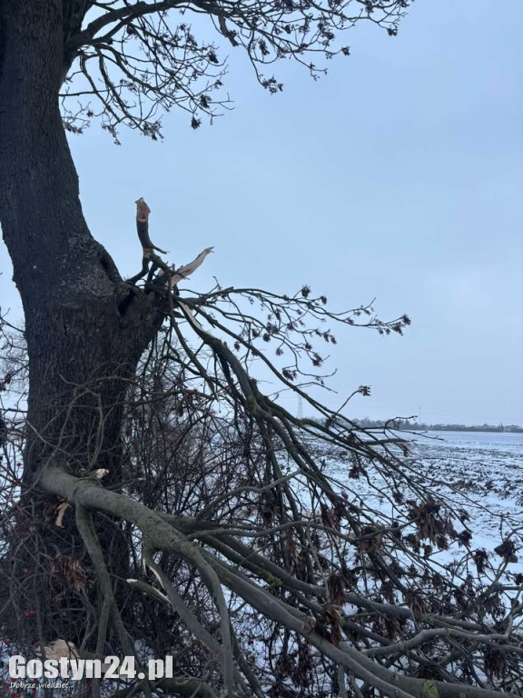 Uszkodzone drzewa na drodze śródpolnej
