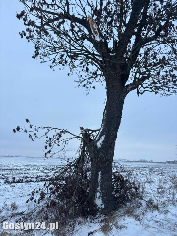 Uszkodzone drzewa na drodze śródpolnej