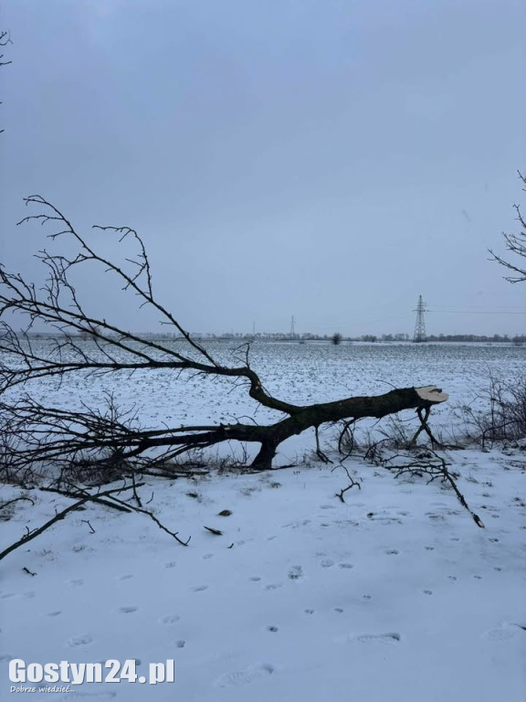 Uszkodzone drzewa na drodze śródpolnej