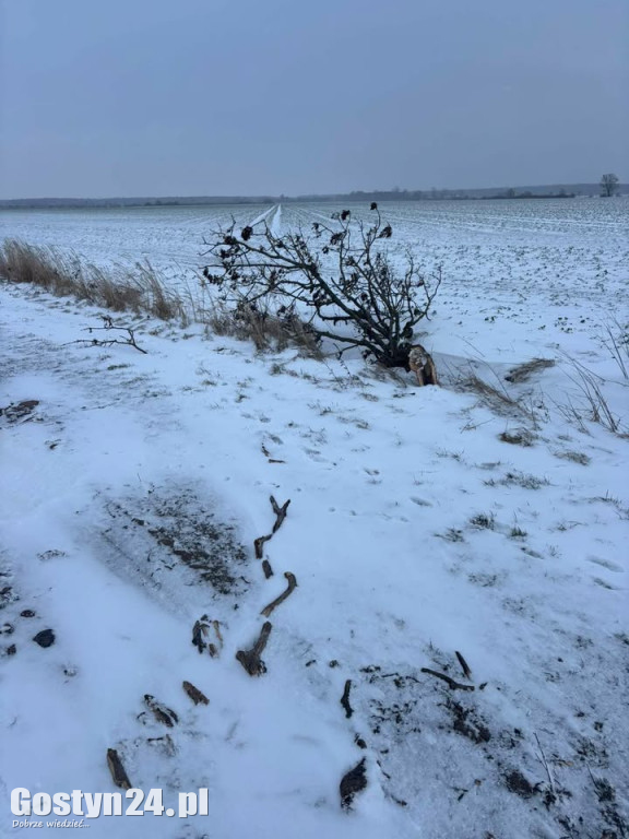 Uszkodzone drzewa na drodze śródpolnej
