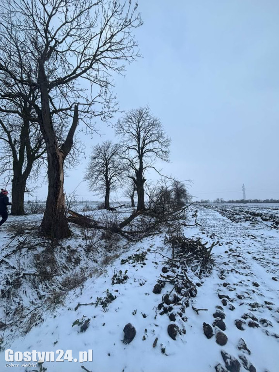 Uszkodzone drzewa na drodze śródpolnej