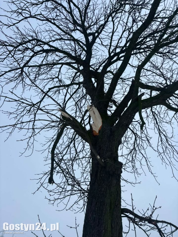 Uszkodzone drzewa na drodze śródpolnej