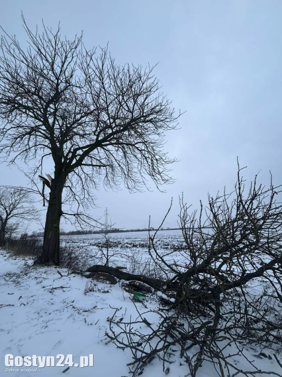 Uszkodzone drzewa na drodze śródpolnej