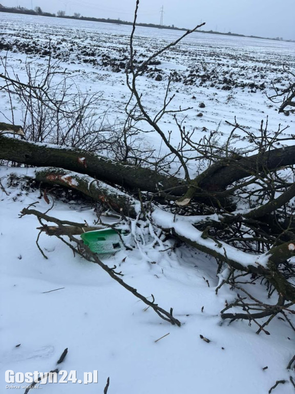 Uszkodzone drzewa na drodze śródpolnej