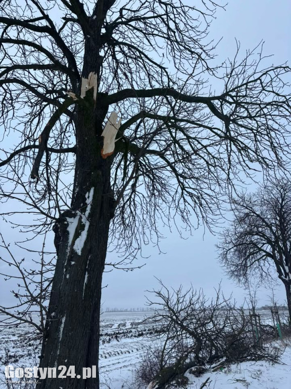 Uszkodzone drzewa na drodze śródpolnej