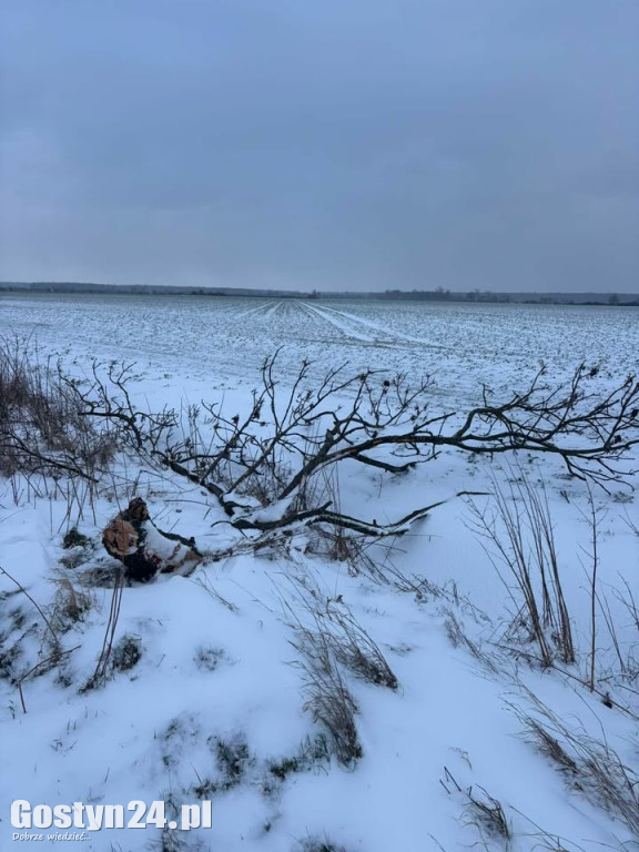 Uszkodzone drzewa na drodze śródpolnej