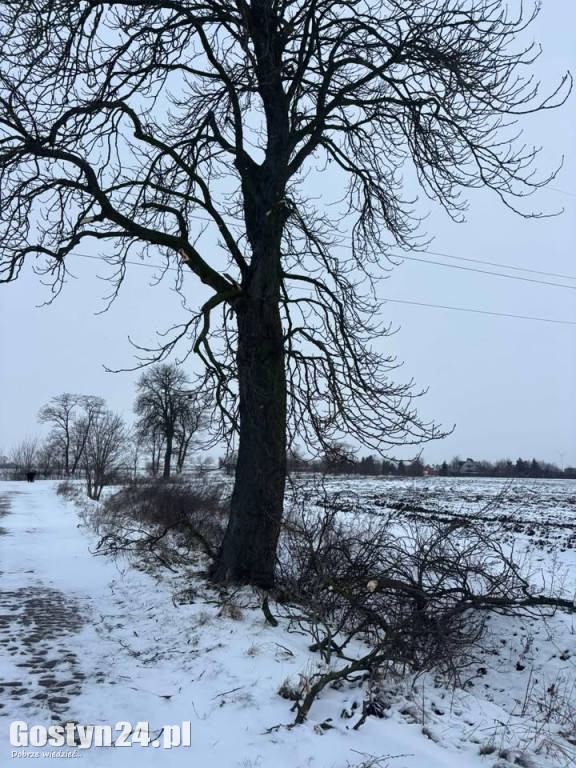 Uszkodzone drzewa na drodze śródpolnej