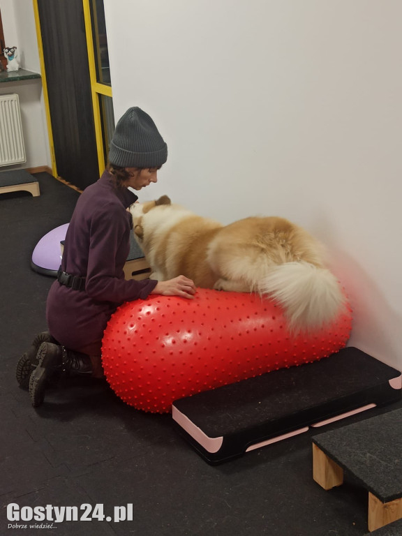 Widzisz, że Twój zwierzak cierpi? W Krobi znajdziesz dla niego pomoc