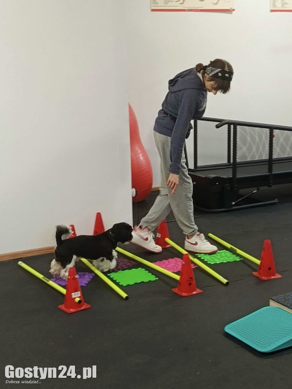 Widzisz, że Twój zwierzak cierpi? W Krobi znajdziesz dla niego pomoc