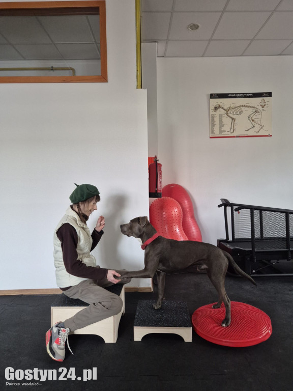 Widzisz, że Twój zwierzak cierpi? W Krobi znajdziesz dla niego pomoc