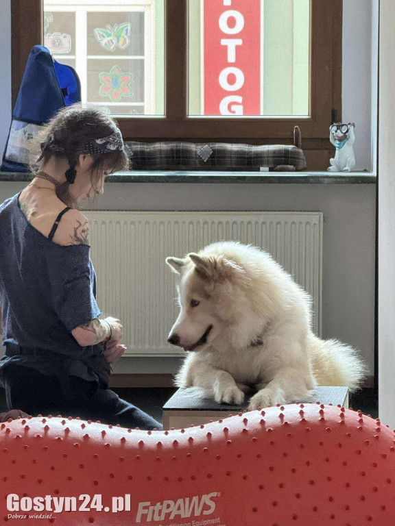 Widzisz, że Twój zwierzak cierpi? W Krobi znajdziesz dla niego pomoc