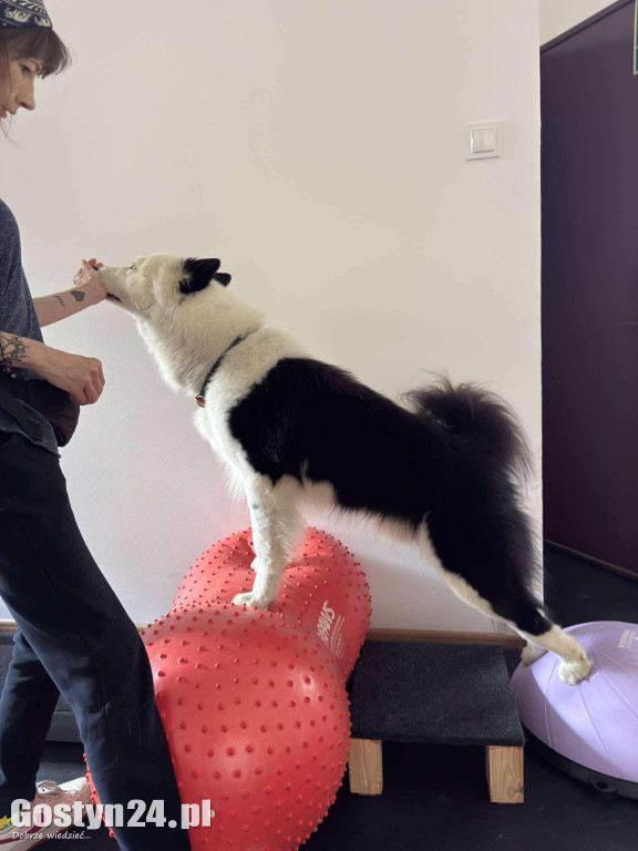 Widzisz, że Twój zwierzak cierpi? W Krobi znajdziesz dla niego pomoc