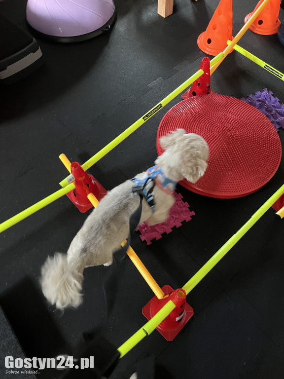 Widzisz, że Twój zwierzak cierpi? W Krobi znajdziesz dla niego pomoc