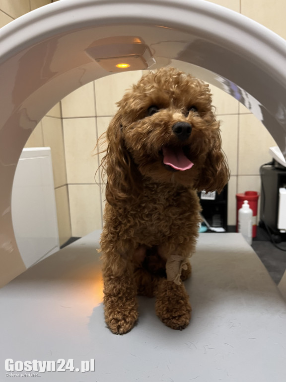 Widzisz, że Twój zwierzak cierpi? W Krobi znajdziesz dla niego pomoc