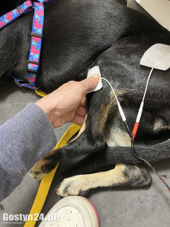 Widzisz, że Twój zwierzak cierpi? W Krobi znajdziesz dla niego pomoc