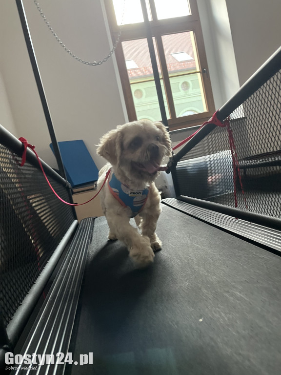 Widzisz, że Twój zwierzak cierpi? W Krobi znajdziesz dla niego pomoc