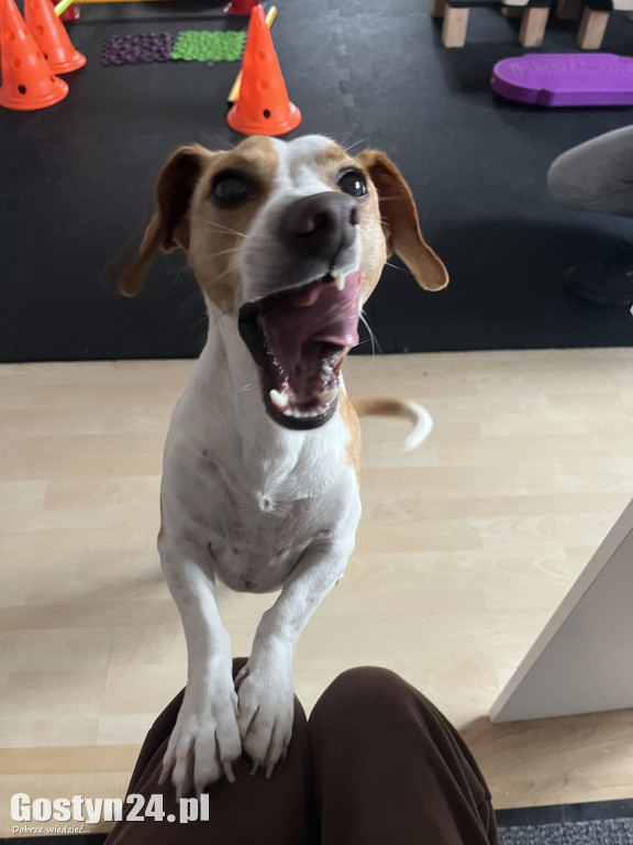 Widzisz, że Twój zwierzak cierpi? W Krobi znajdziesz dla niego pomoc