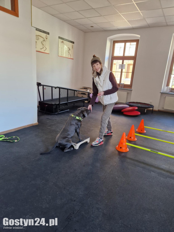 Widzisz, że Twój zwierzak cierpi? W Krobi znajdziesz dla niego pomoc