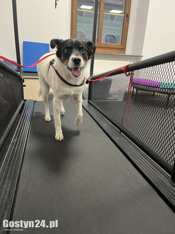 Widzisz, że Twój zwierzak cierpi? W Krobi znajdziesz dla niego pomoc