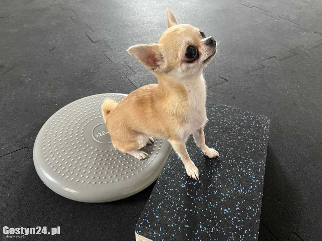 Widzisz, że Twój zwierzak cierpi? W Krobi znajdziesz dla niego pomoc