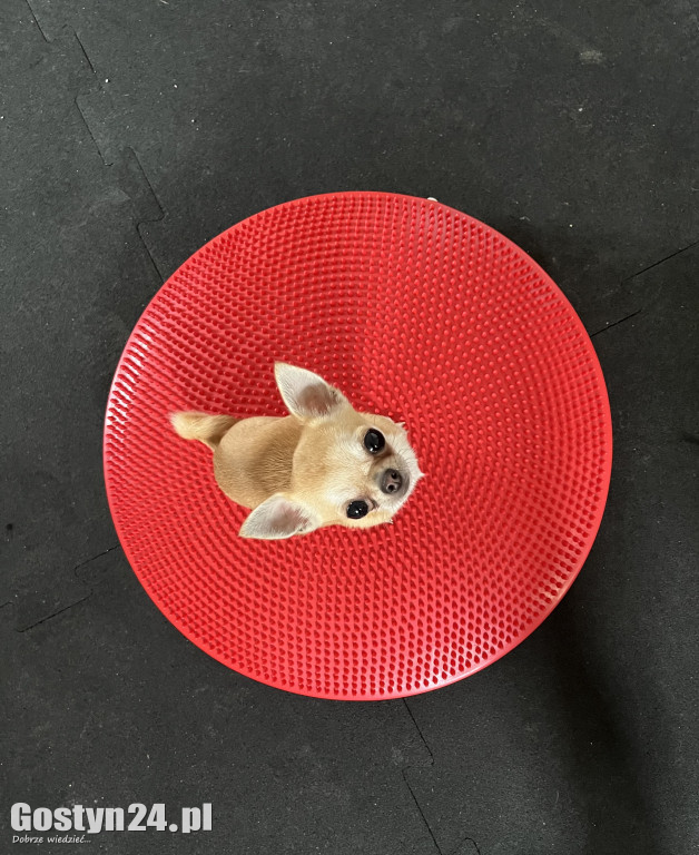 Widzisz, że Twój zwierzak cierpi? W Krobi znajdziesz dla niego pomoc