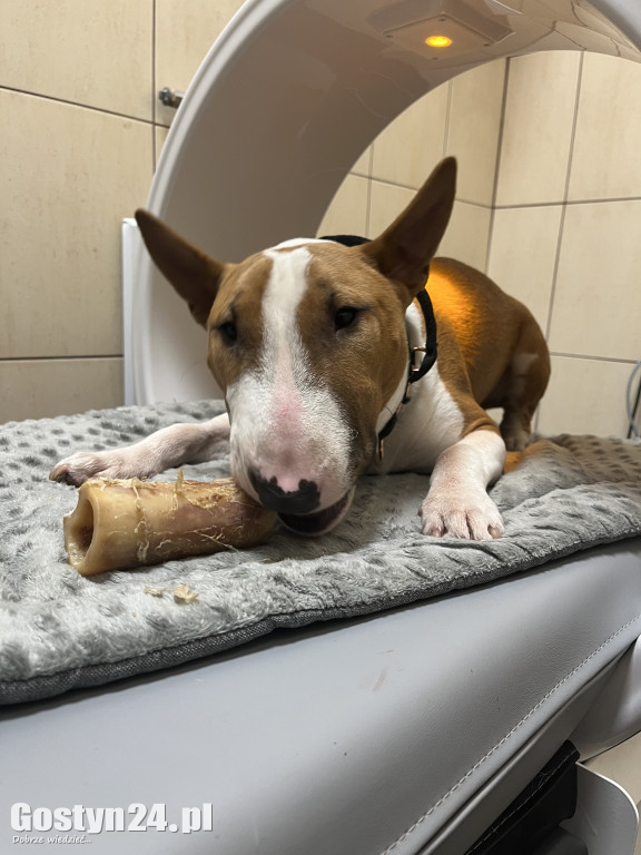 Widzisz, że Twój zwierzak cierpi? W Krobi znajdziesz dla niego pomoc