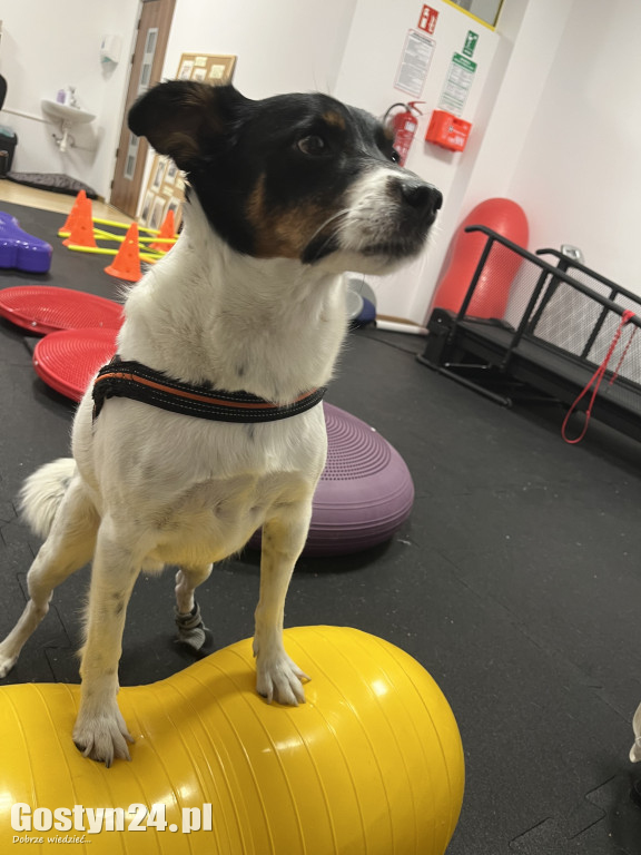 Widzisz, że Twój zwierzak cierpi? W Krobi znajdziesz dla niego pomoc