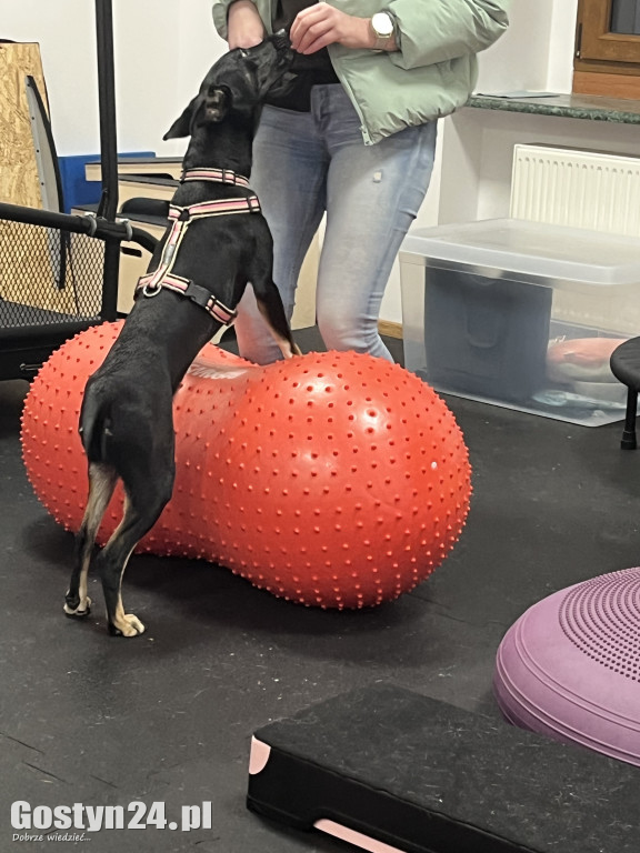 Widzisz, że Twój zwierzak cierpi? W Krobi znajdziesz dla niego pomoc