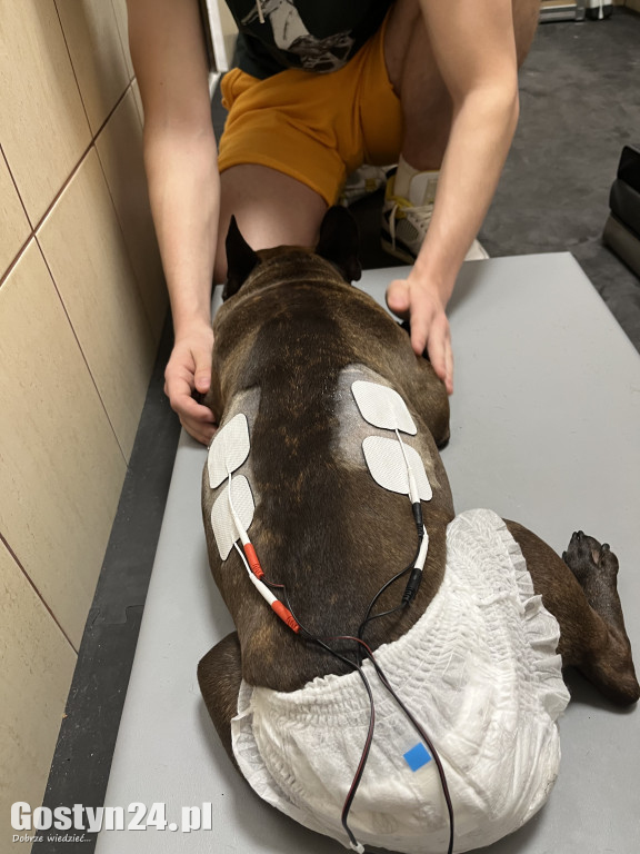 Widzisz, że Twój zwierzak cierpi? W Krobi znajdziesz dla niego pomoc