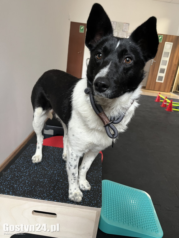 Widzisz, że Twój zwierzak cierpi? W Krobi znajdziesz dla niego pomoc