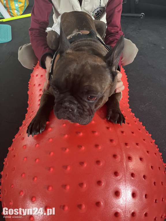 Widzisz, że Twój zwierzak cierpi? W Krobi znajdziesz dla niego pomoc