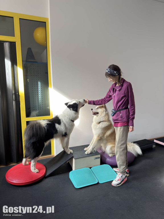 Widzisz, że Twój zwierzak cierpi? W Krobi znajdziesz dla niego pomoc